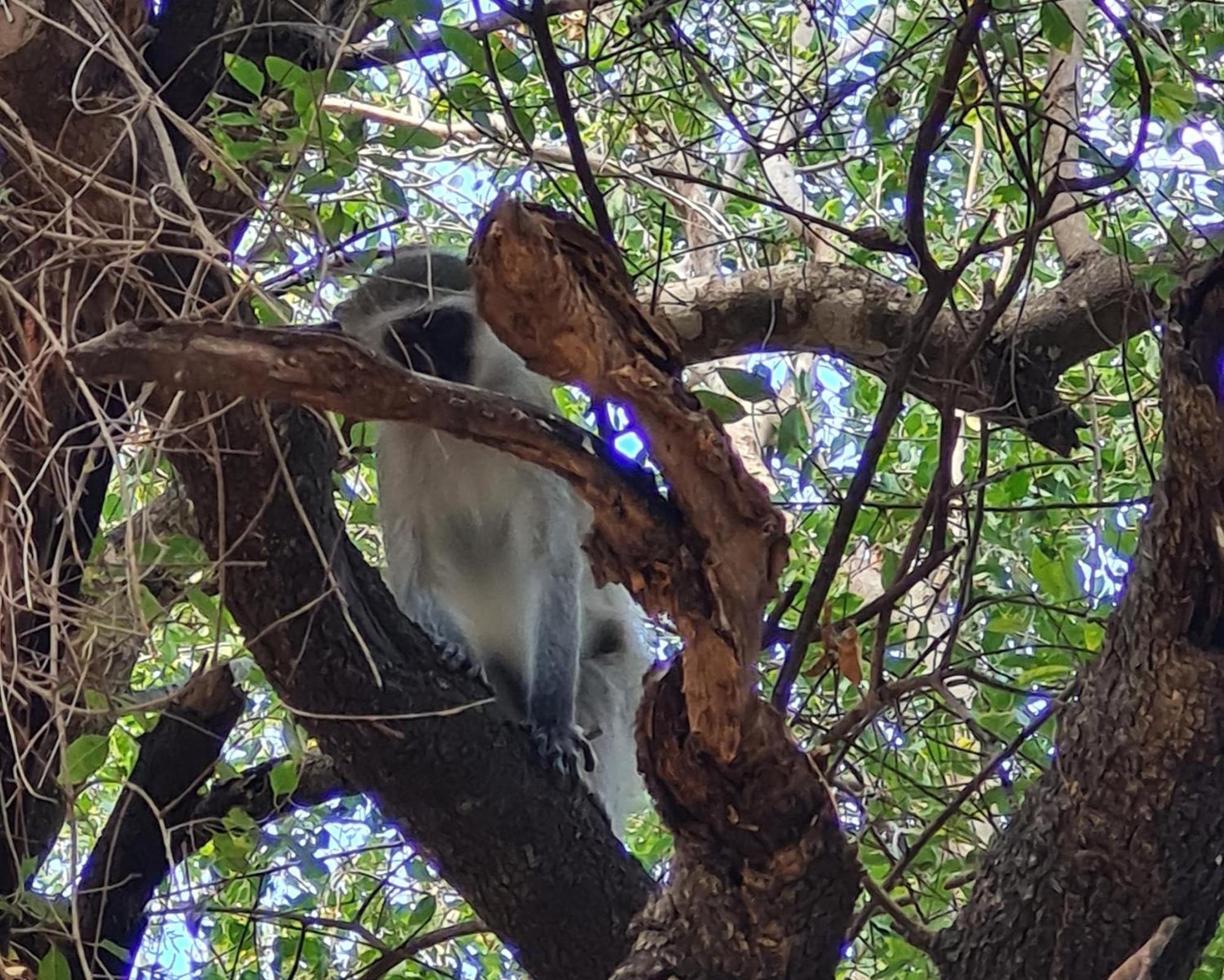 The Dreamcatcher Lodge Hoedspruit Bagian luar foto